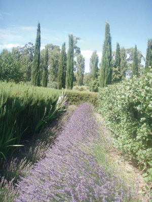 Fragrant Harvest